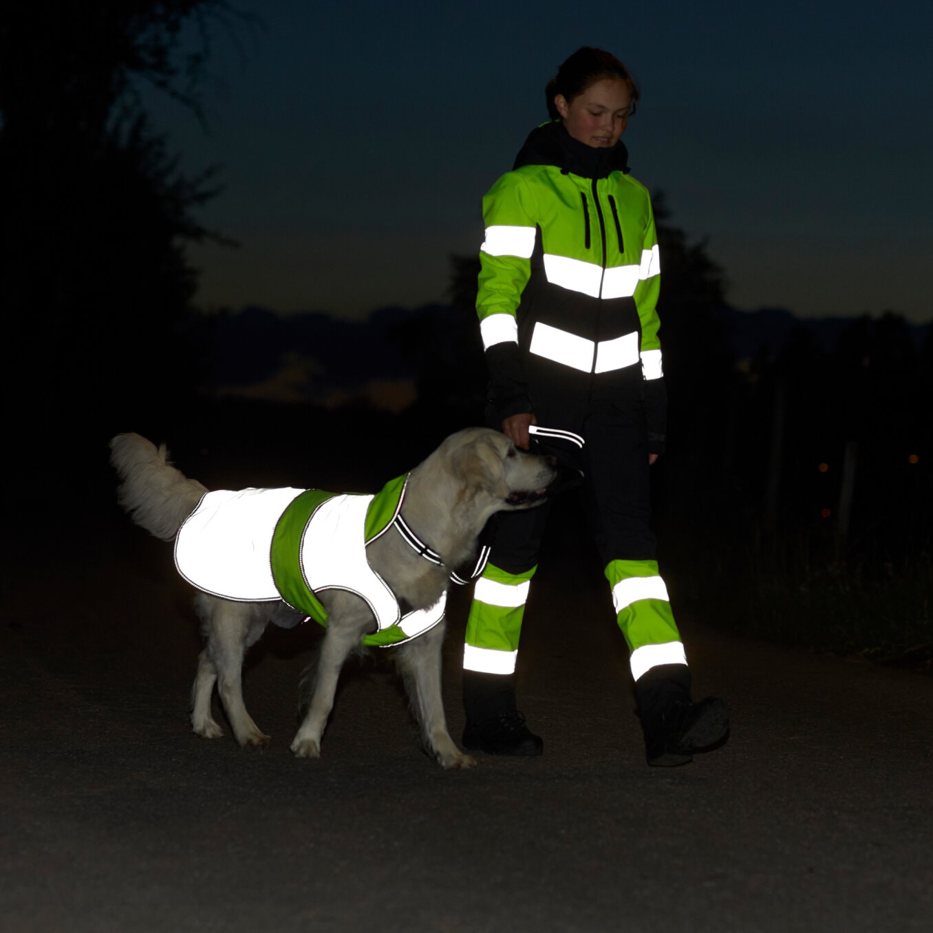 Reflective_dog