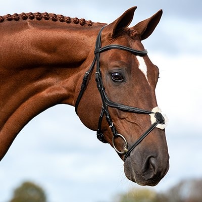 The bridle explained