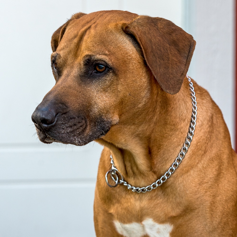 Collar Choke chain SAFE Trixie