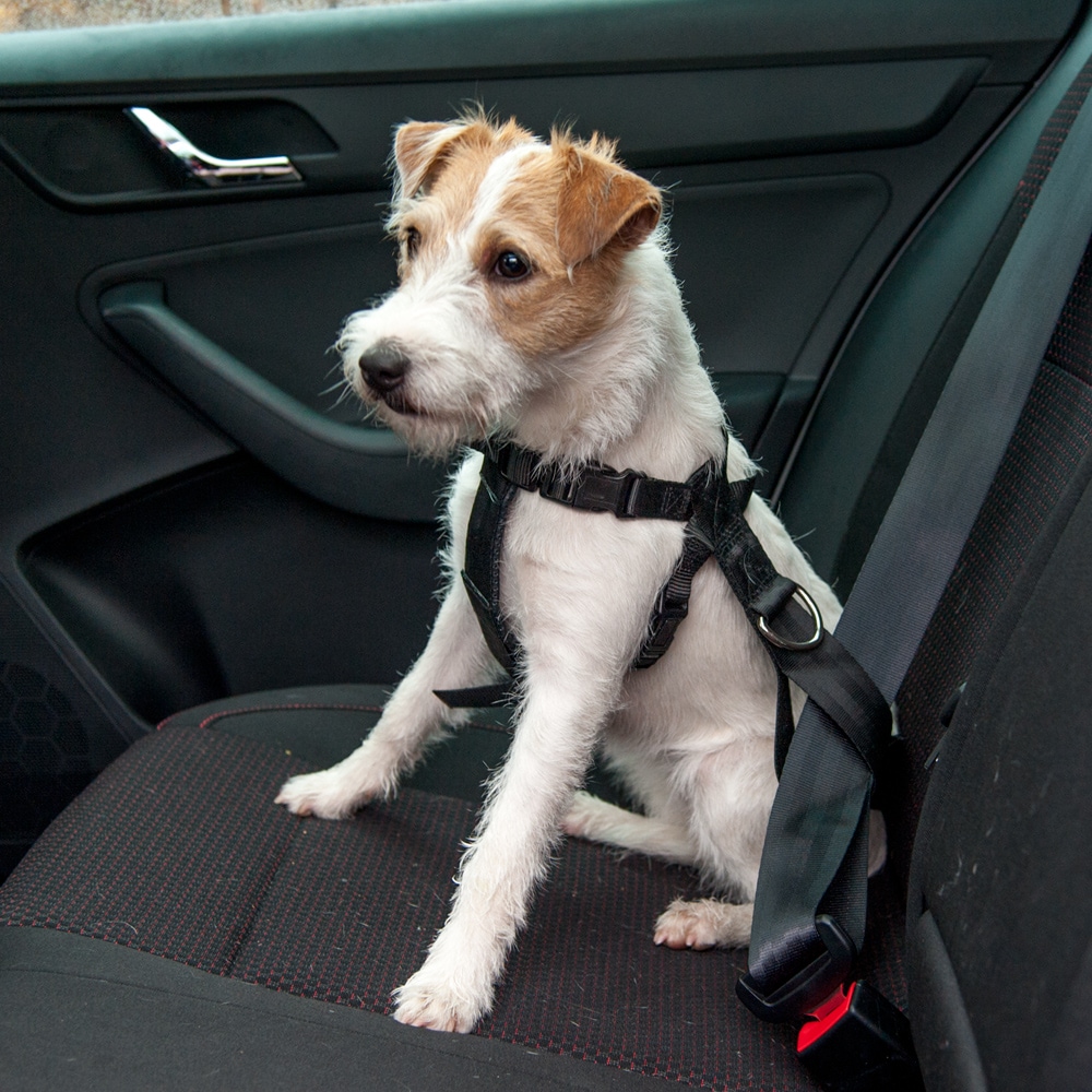 Car harness for dogs   traxx®