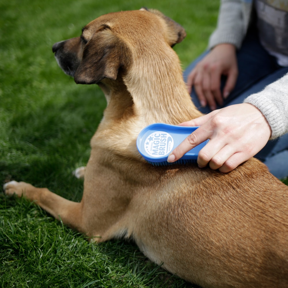 magic dog brush