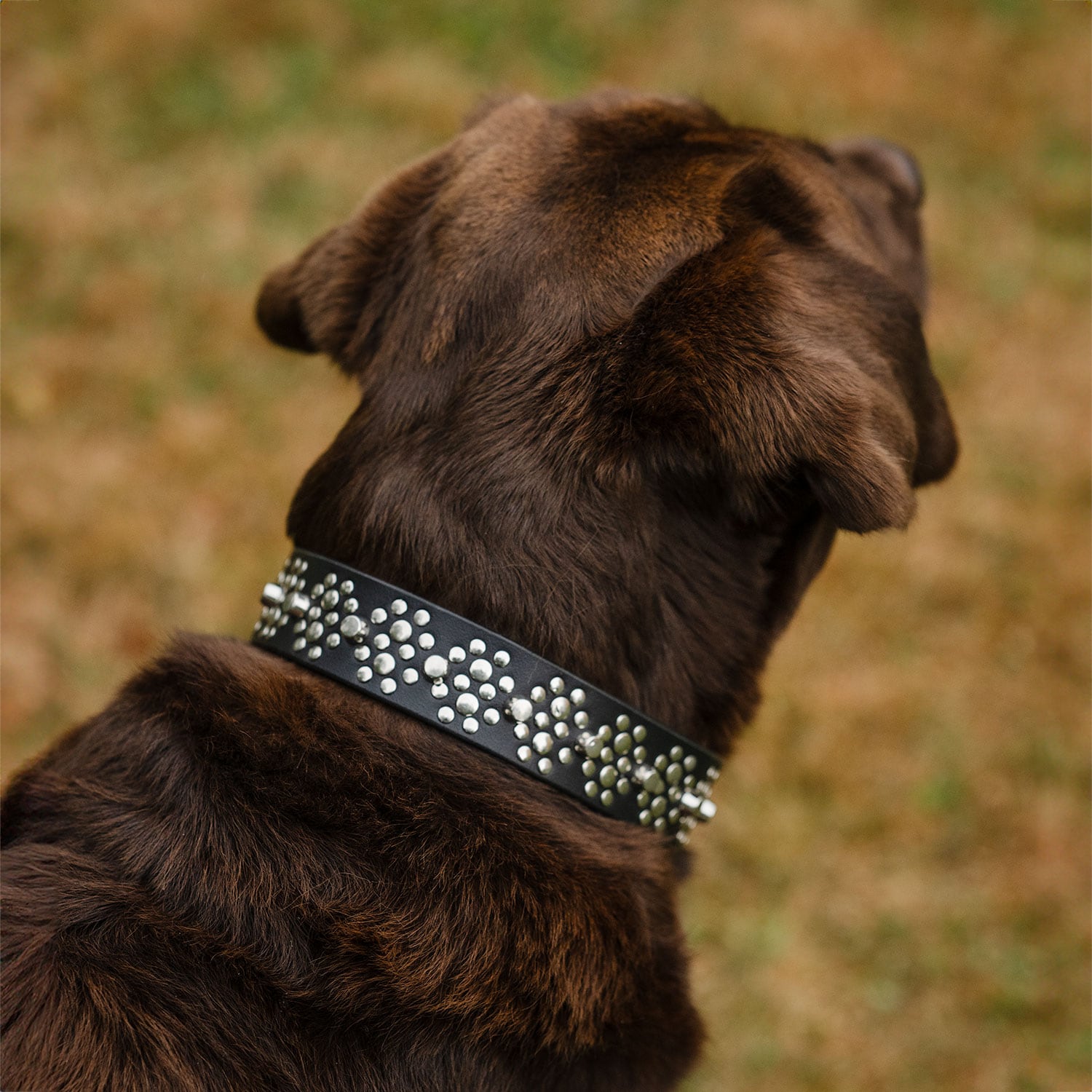 Collar Dog Niksa traxx®