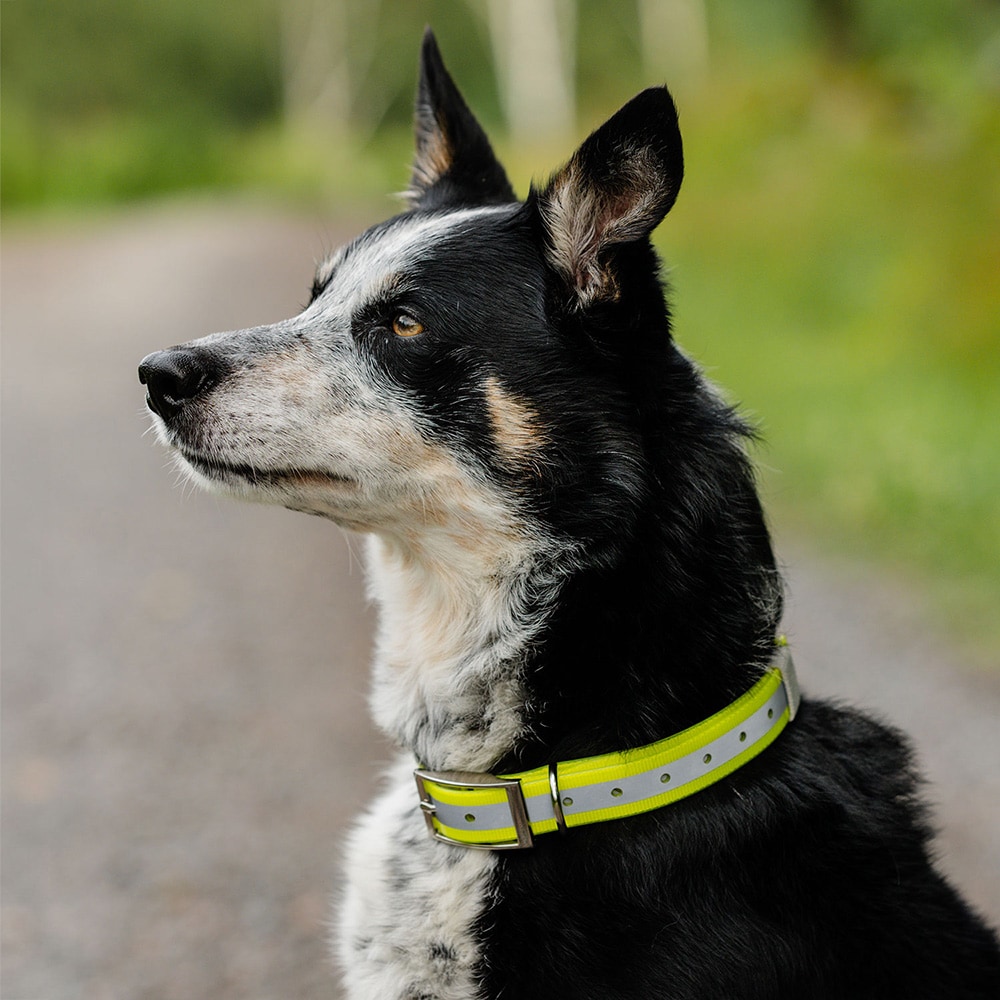 Collar Dog Rexa traxx®