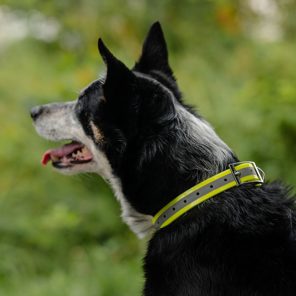 Collar Dog Rexa traxx®