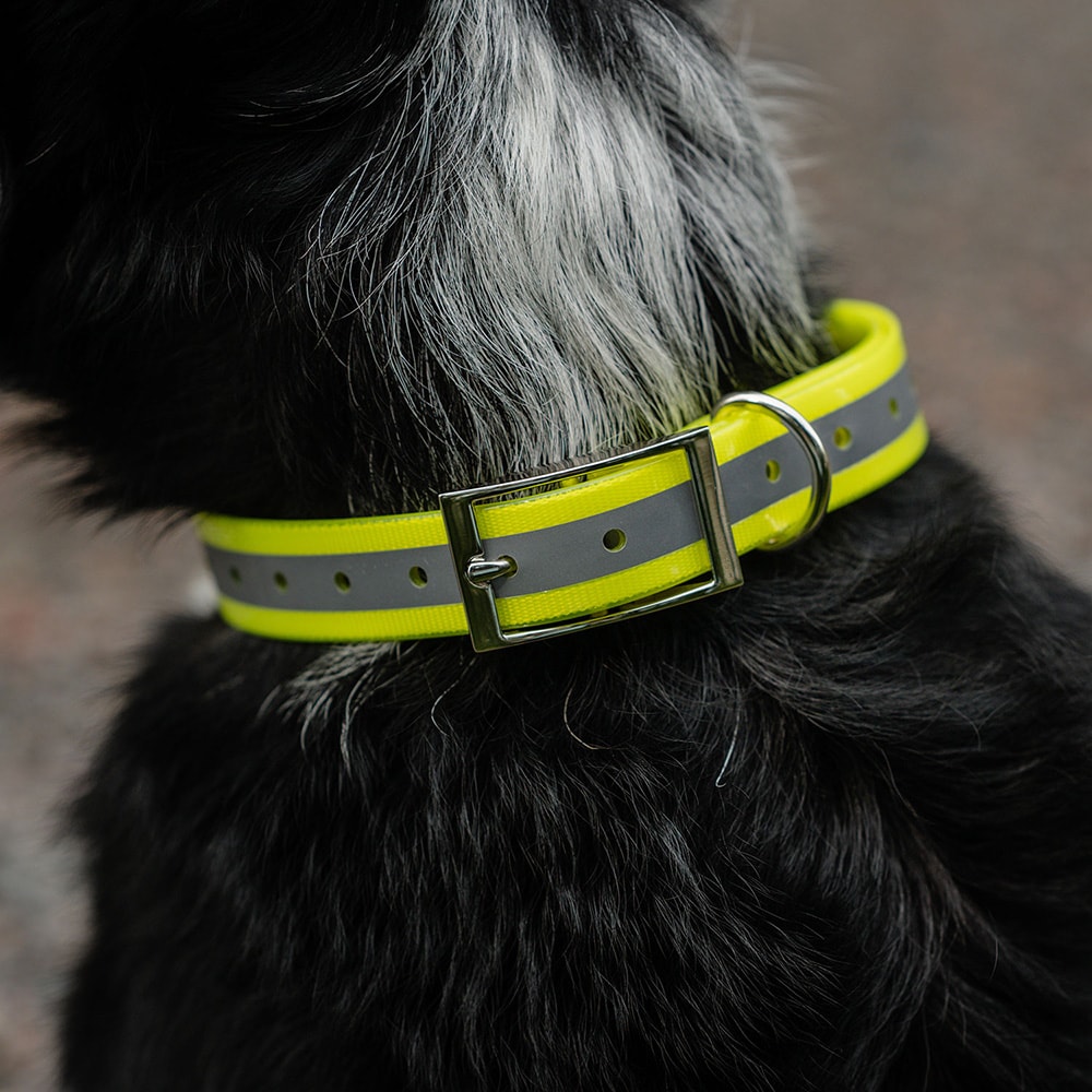 Collar Dog Rexa traxx®