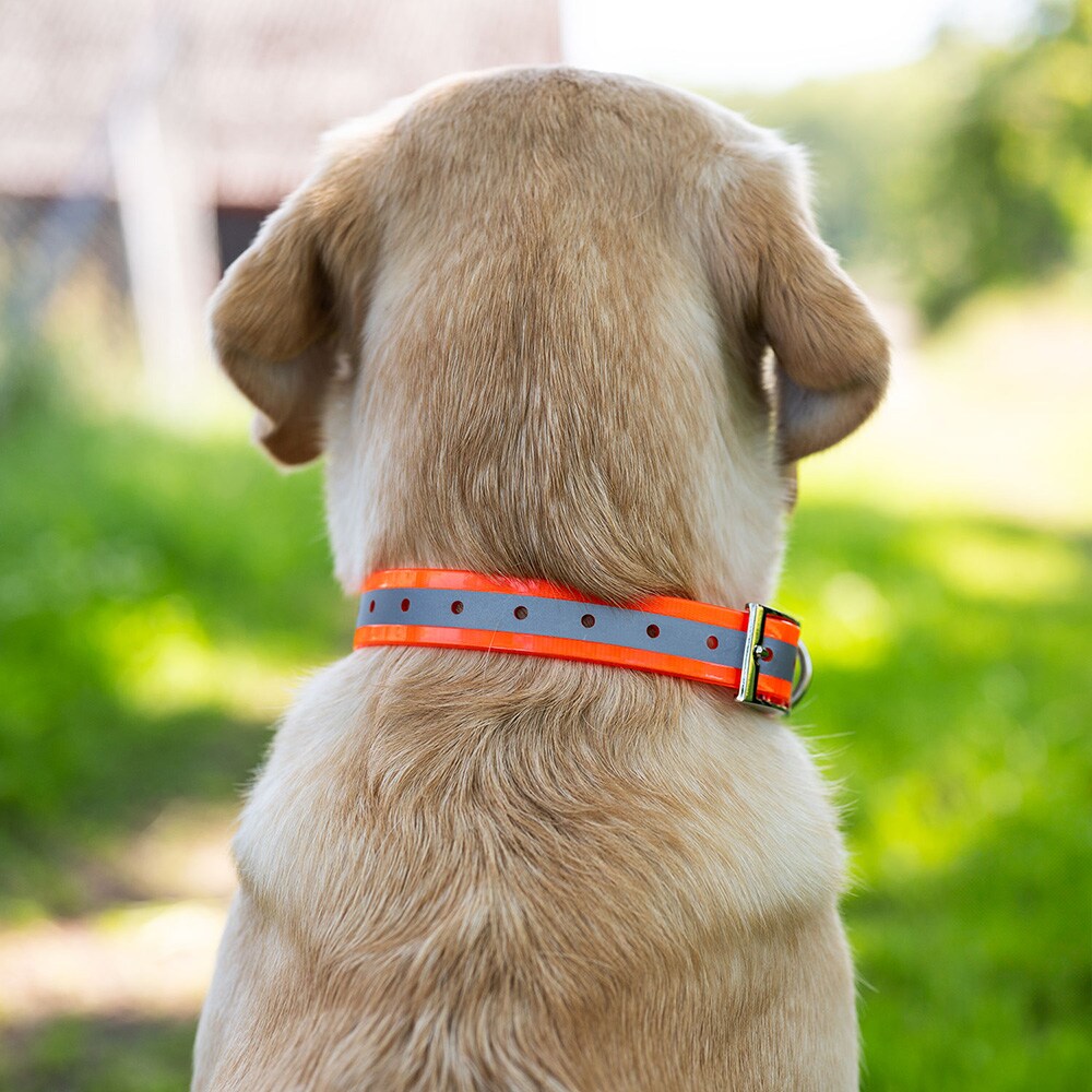 Collar Dog Rexa traxx®