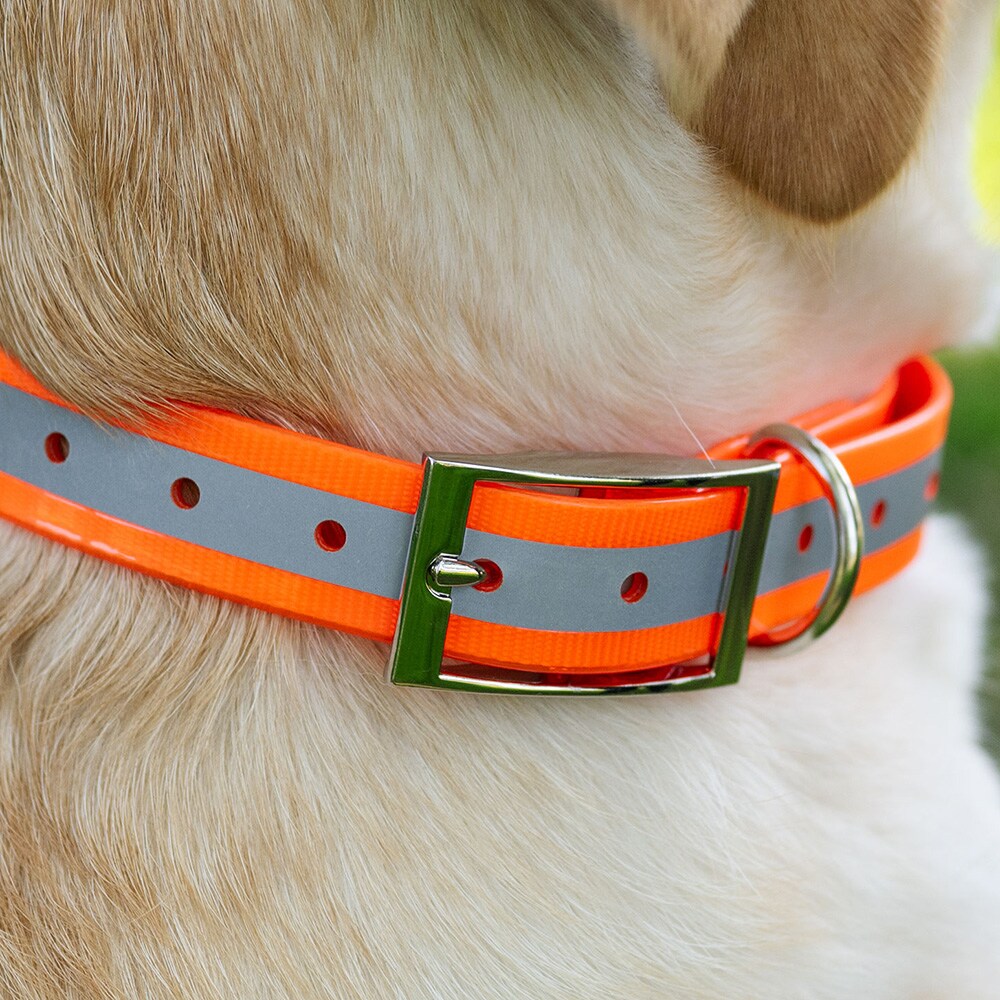 Collar Dog Rexa traxx®