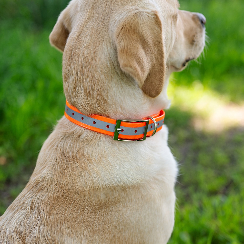 Collar Dog Rexa traxx®