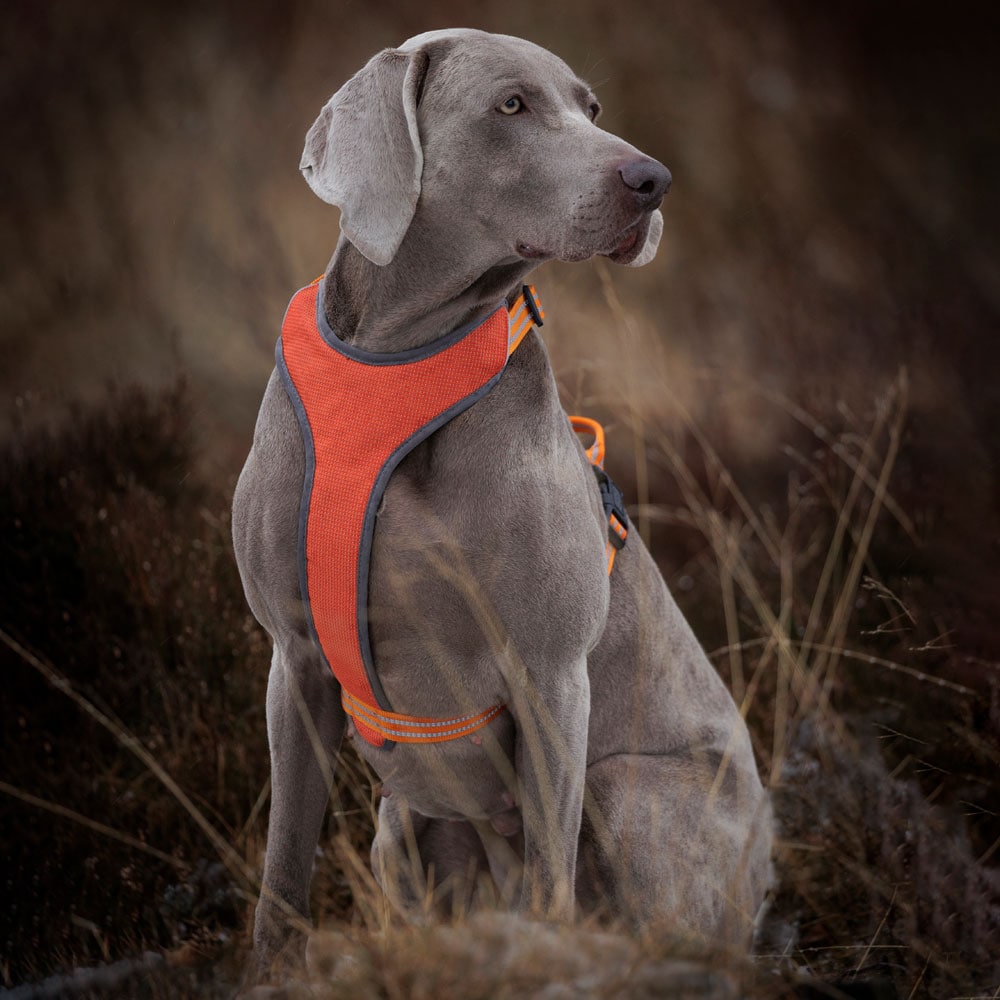 Dog harness  Sparta traxx®