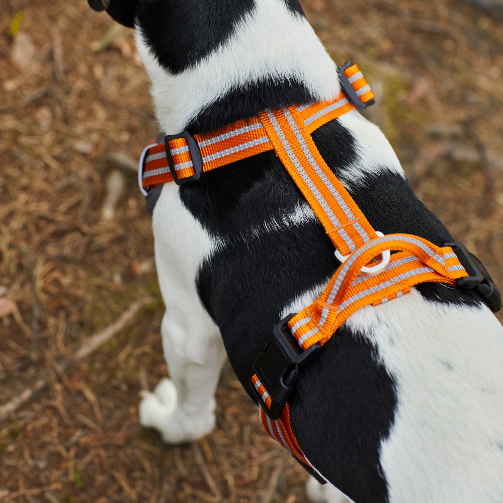 Dog harness  Sparta traxx®