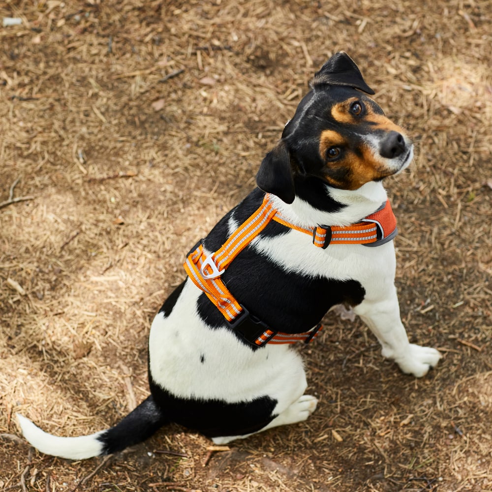 Dog harness  Sparta traxx®