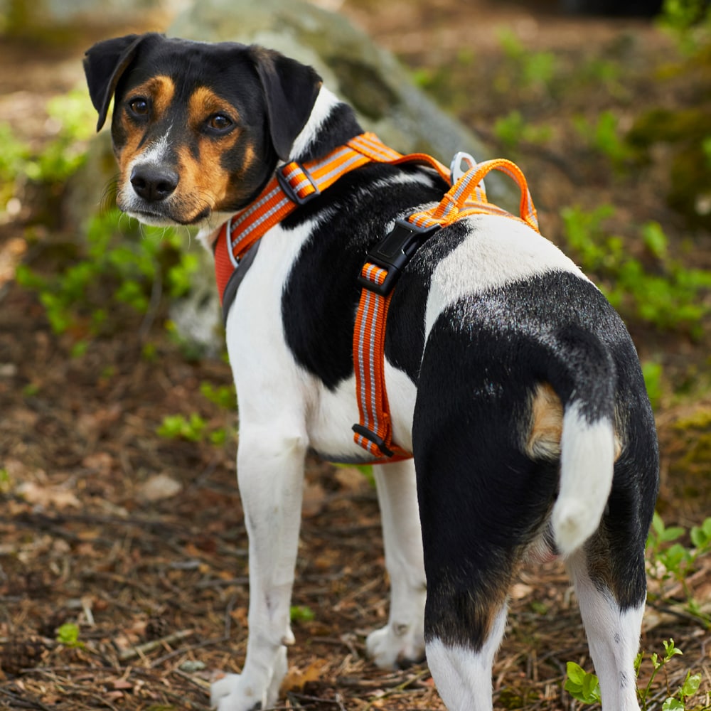 Dog harness  Sparta traxx®