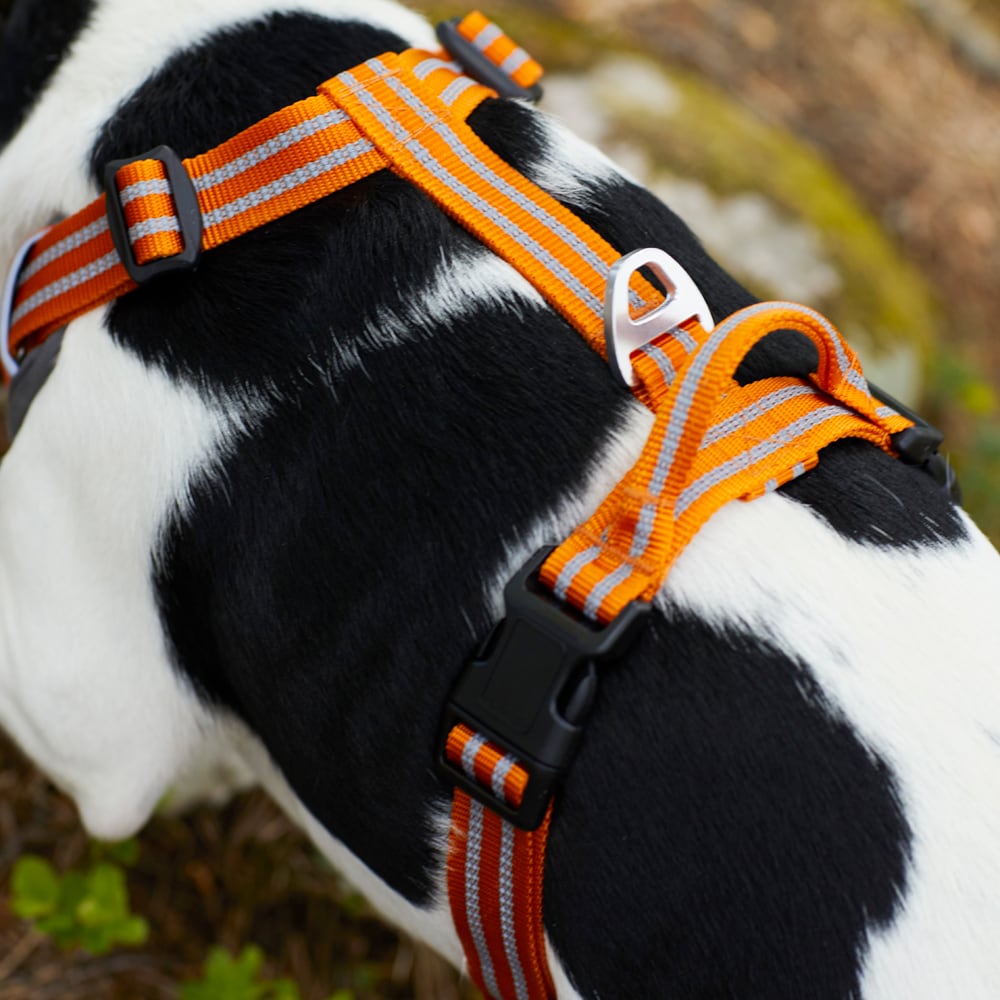 Dog harness  Sparta traxx®