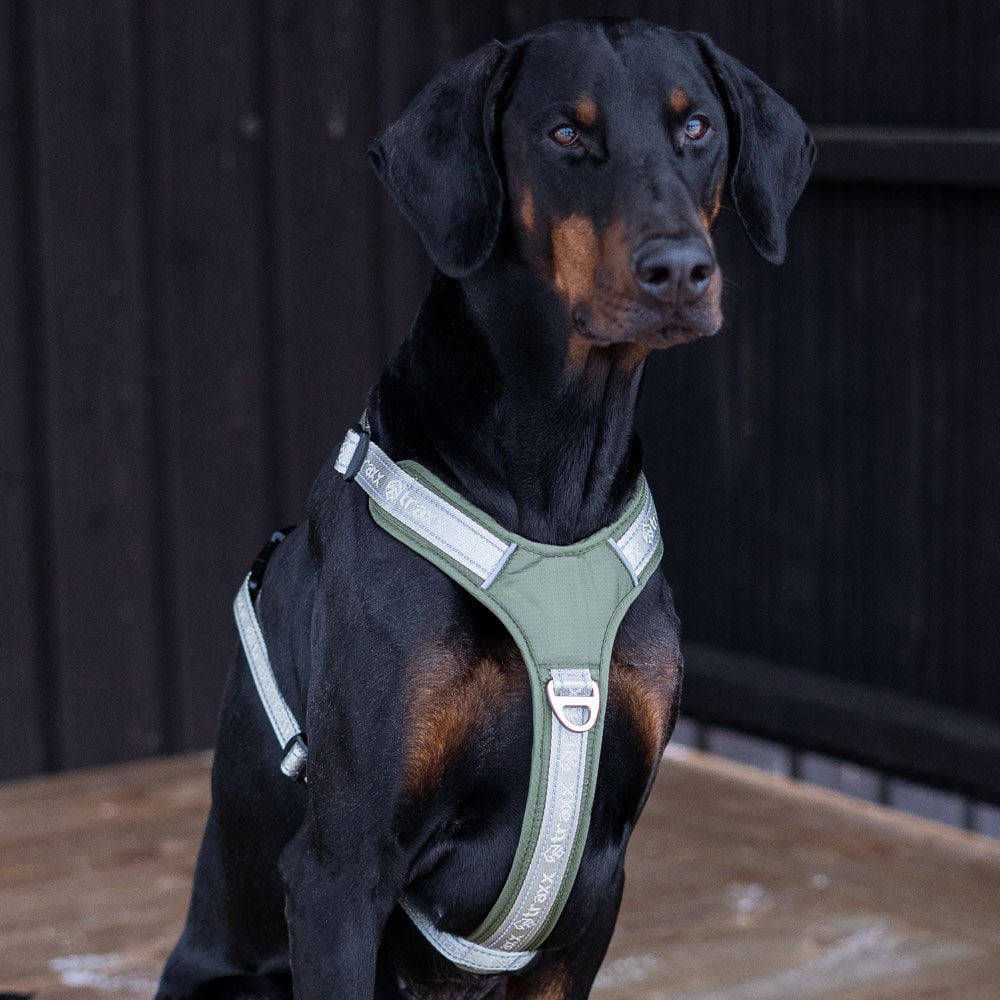 Dog harness  Troja traxx®