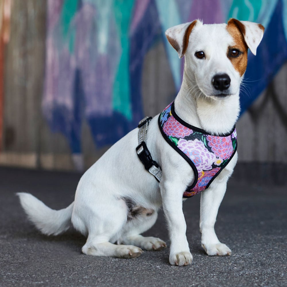 What Is The Best Harness For A Jack Russell