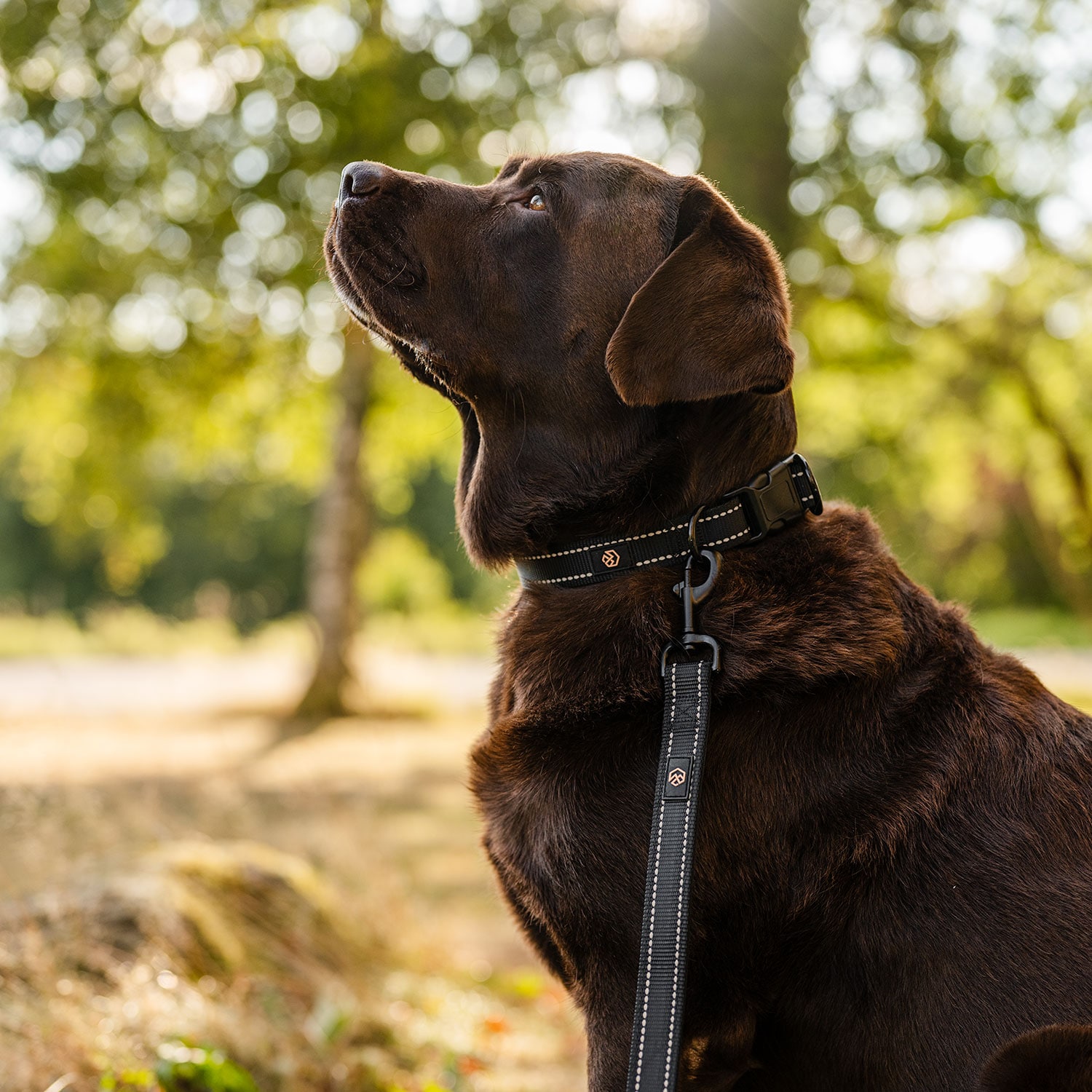 Collar and leash  Traxx Base Multi 2.0 Koppel traxx®
