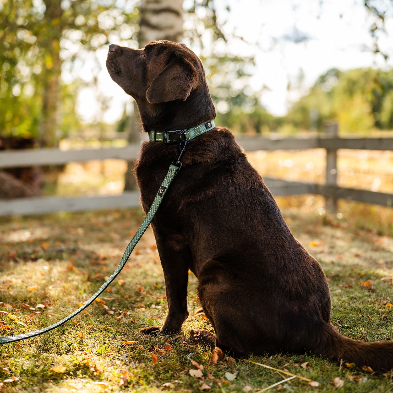 Collar and leash  Traxx Base Multi 2.0 Koppel traxx®