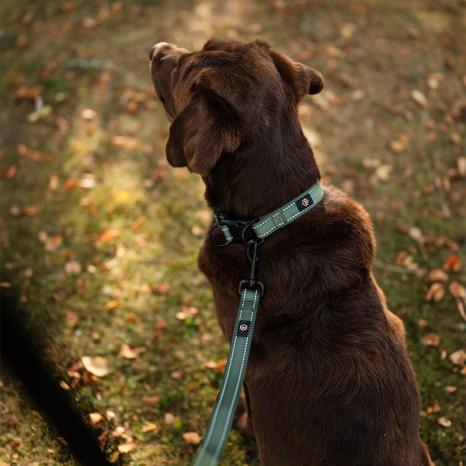 Collar and leash  Traxx Base Multi 2.0 Koppel traxx®