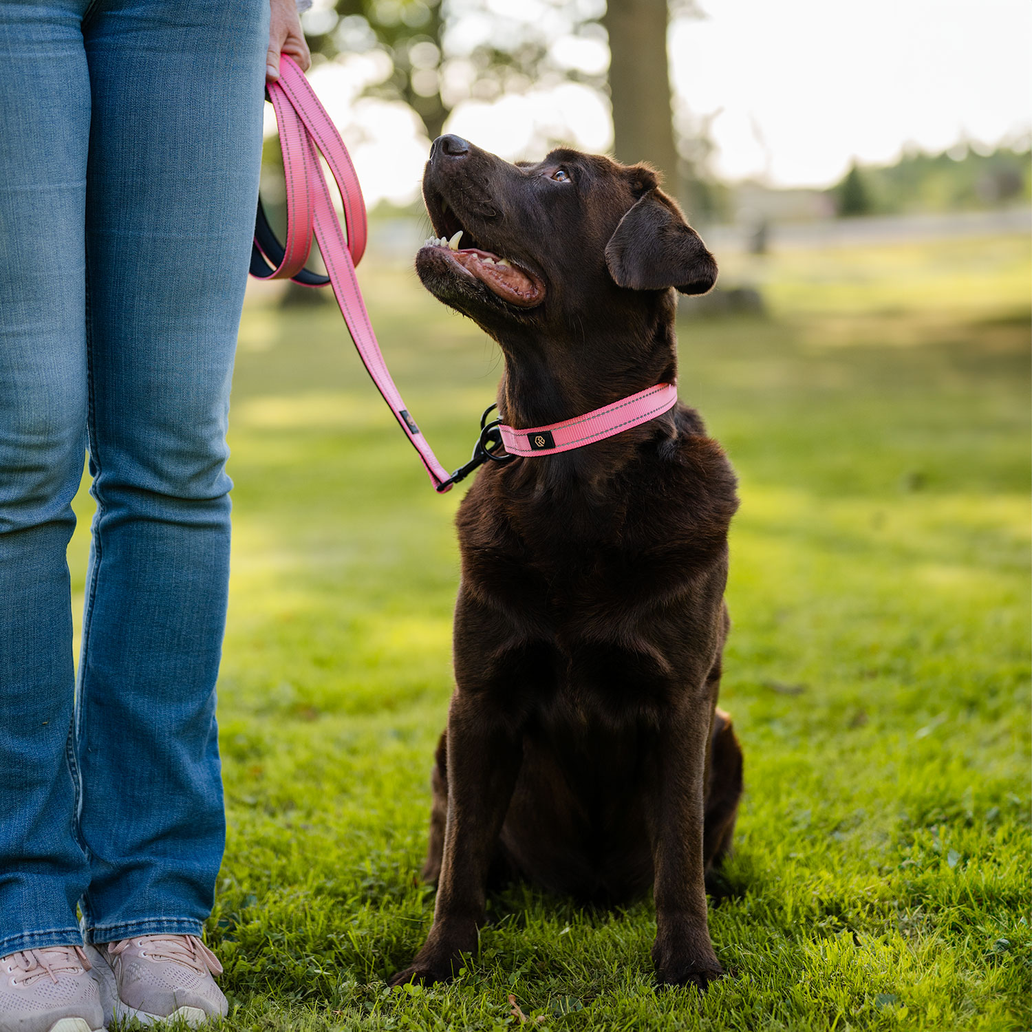 Collar and leash  Traxx Base Multi 2.0 Koppel traxx®