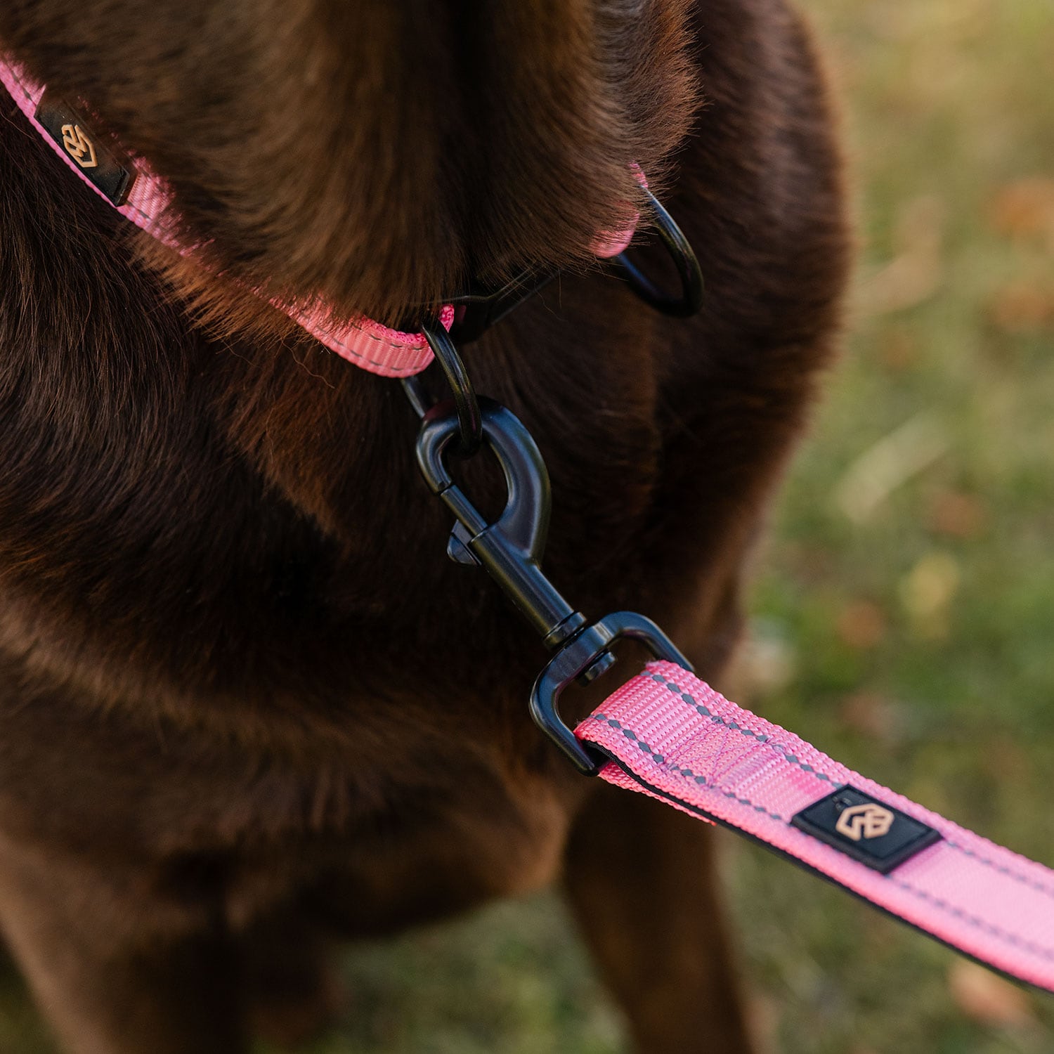 Collar and leash  Traxx Base Multi 2.0 Koppel traxx®