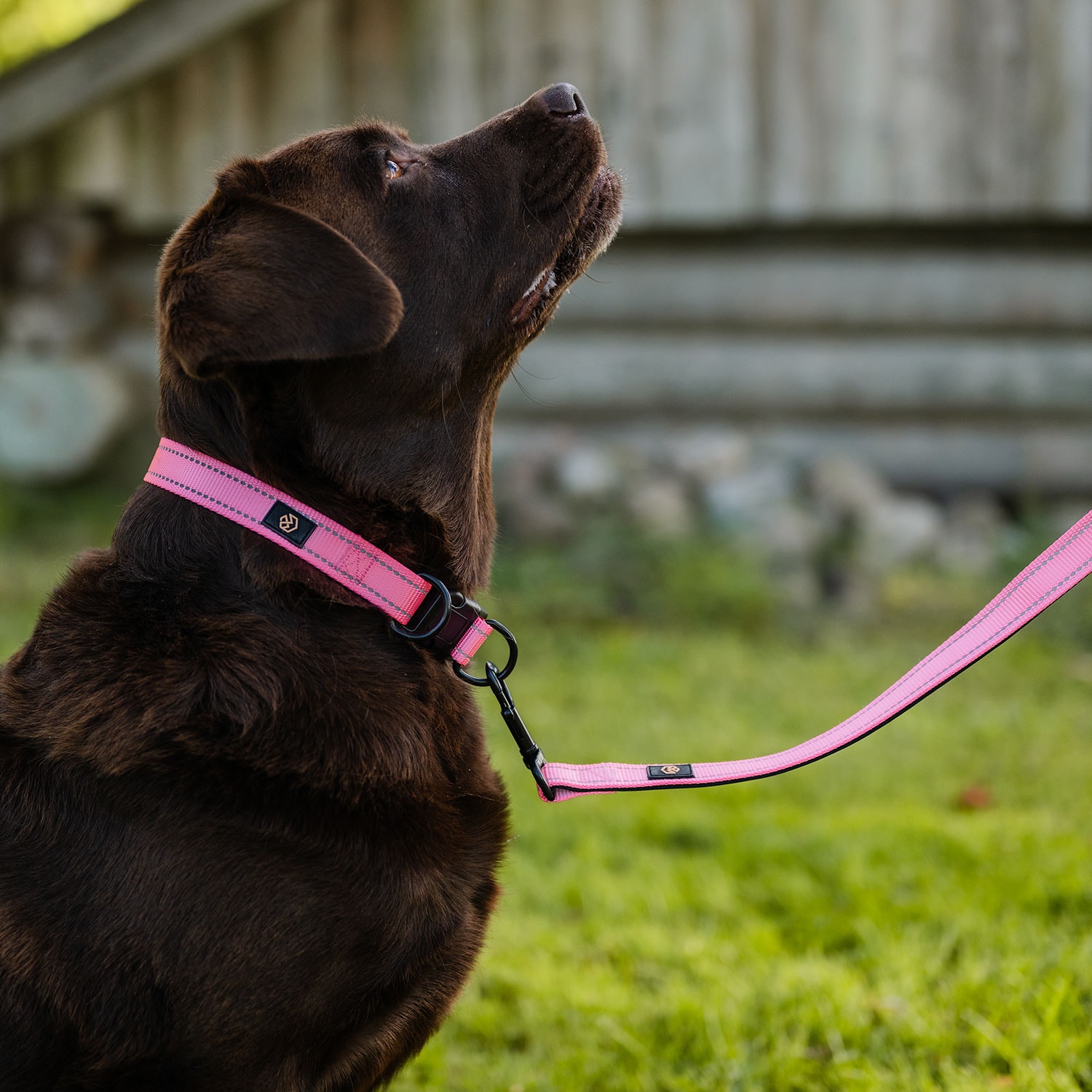 Collar and leash  Traxx Base Multi 2.0 Koppel traxx®