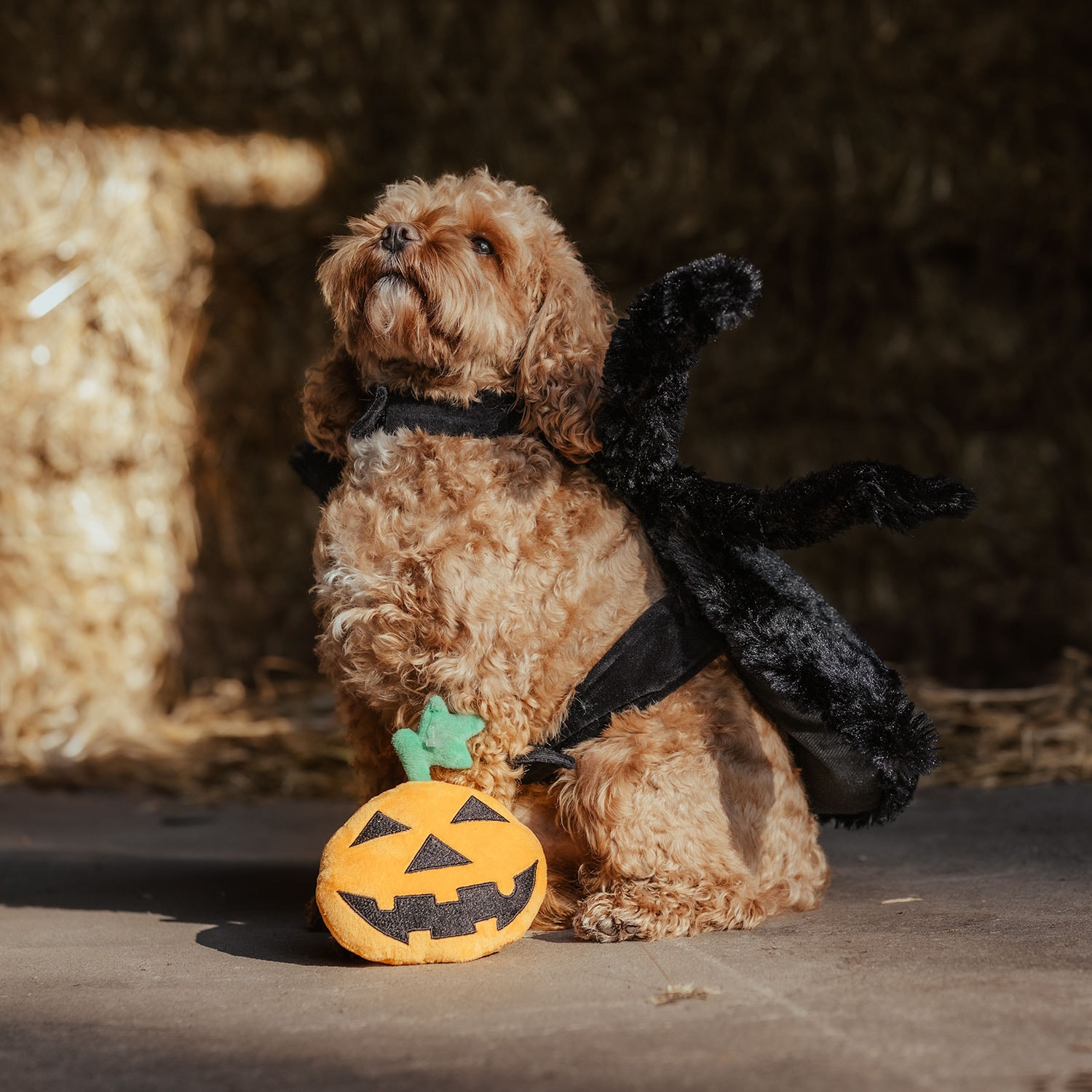 Dog toy  Halloween Pumpkin traxx®