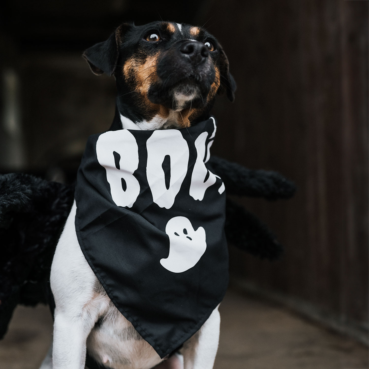 Scarf Dog Halloween traxx®