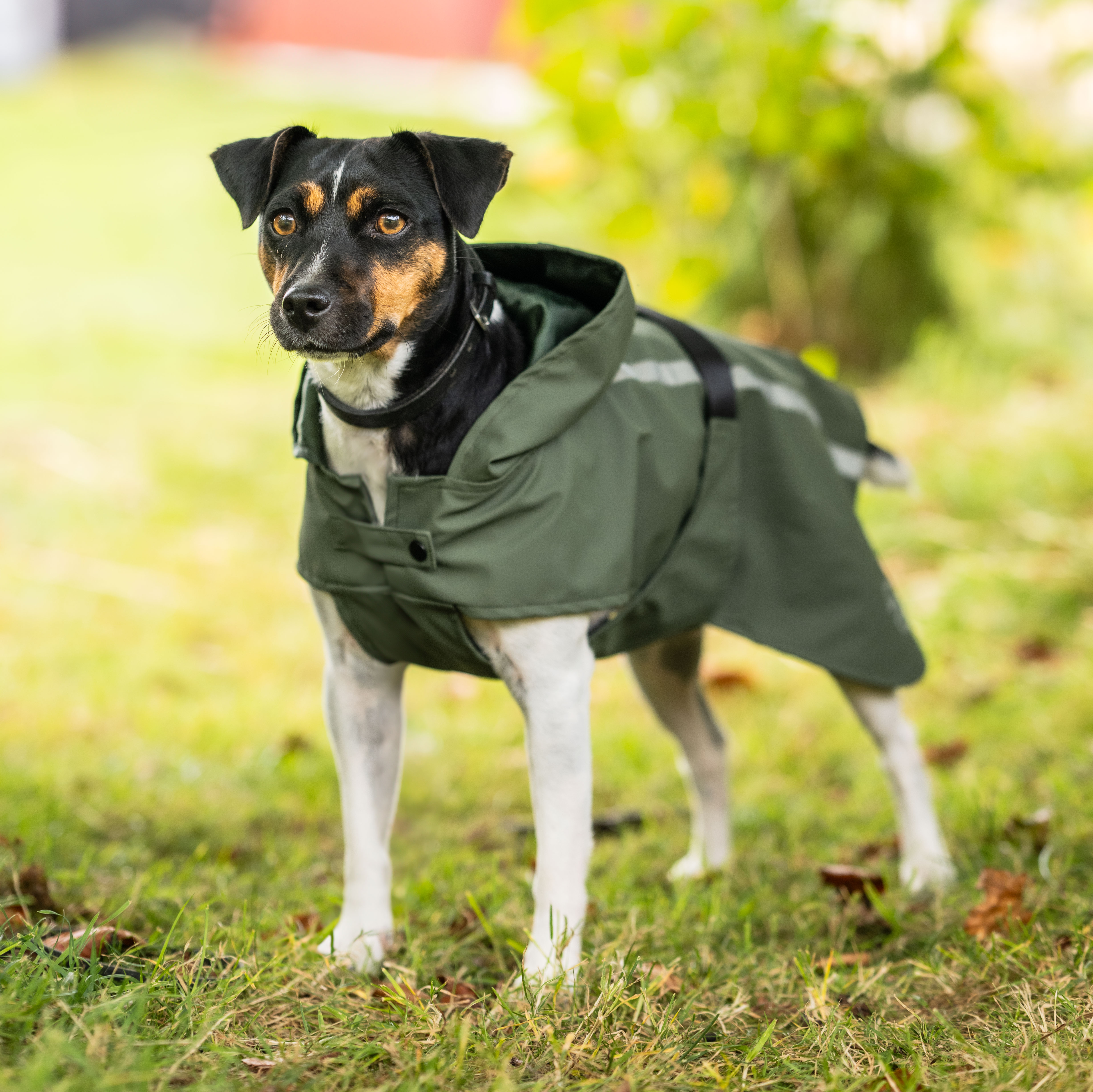 Rain coat Dog Archy traxx®