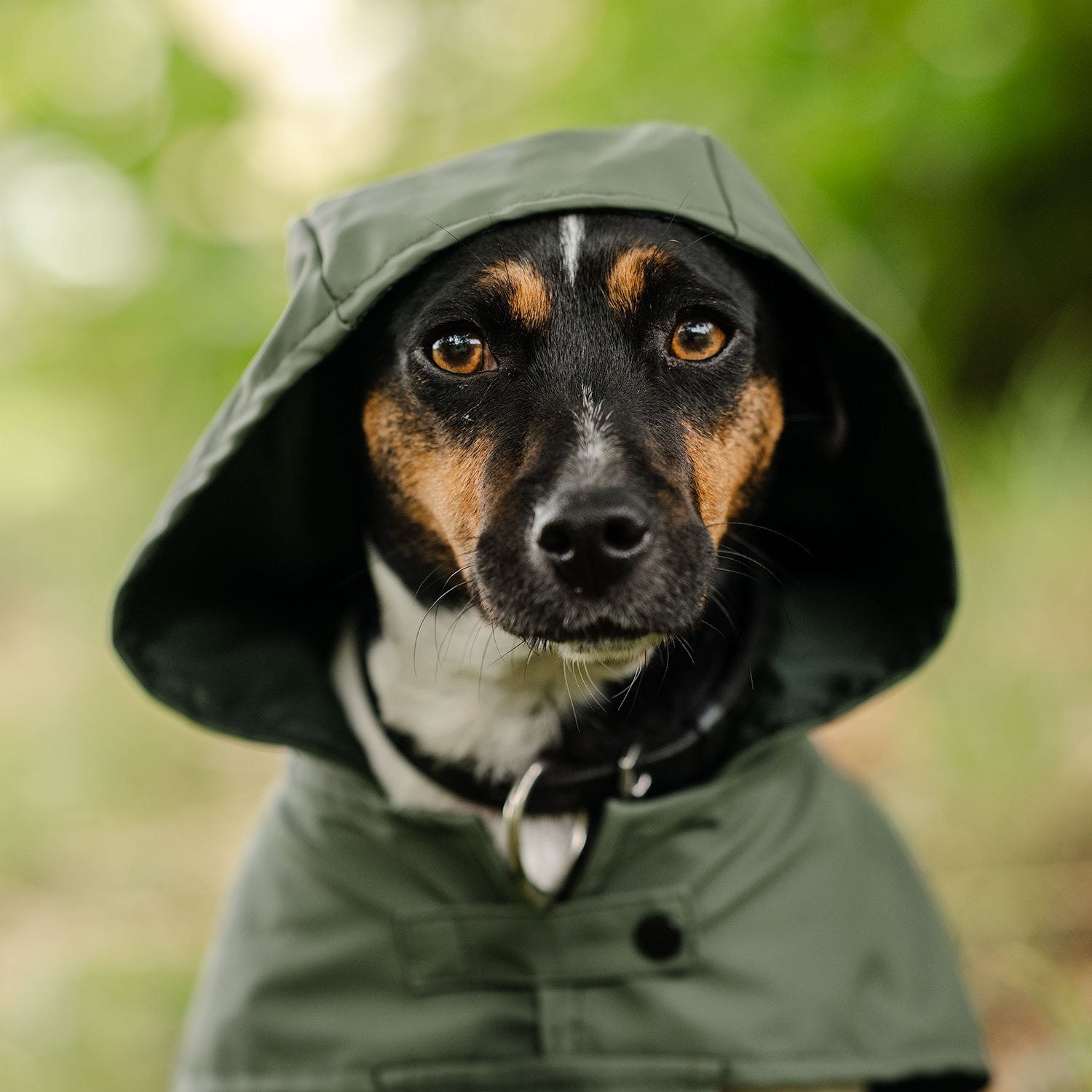 Rain coat Dog Archy traxx®