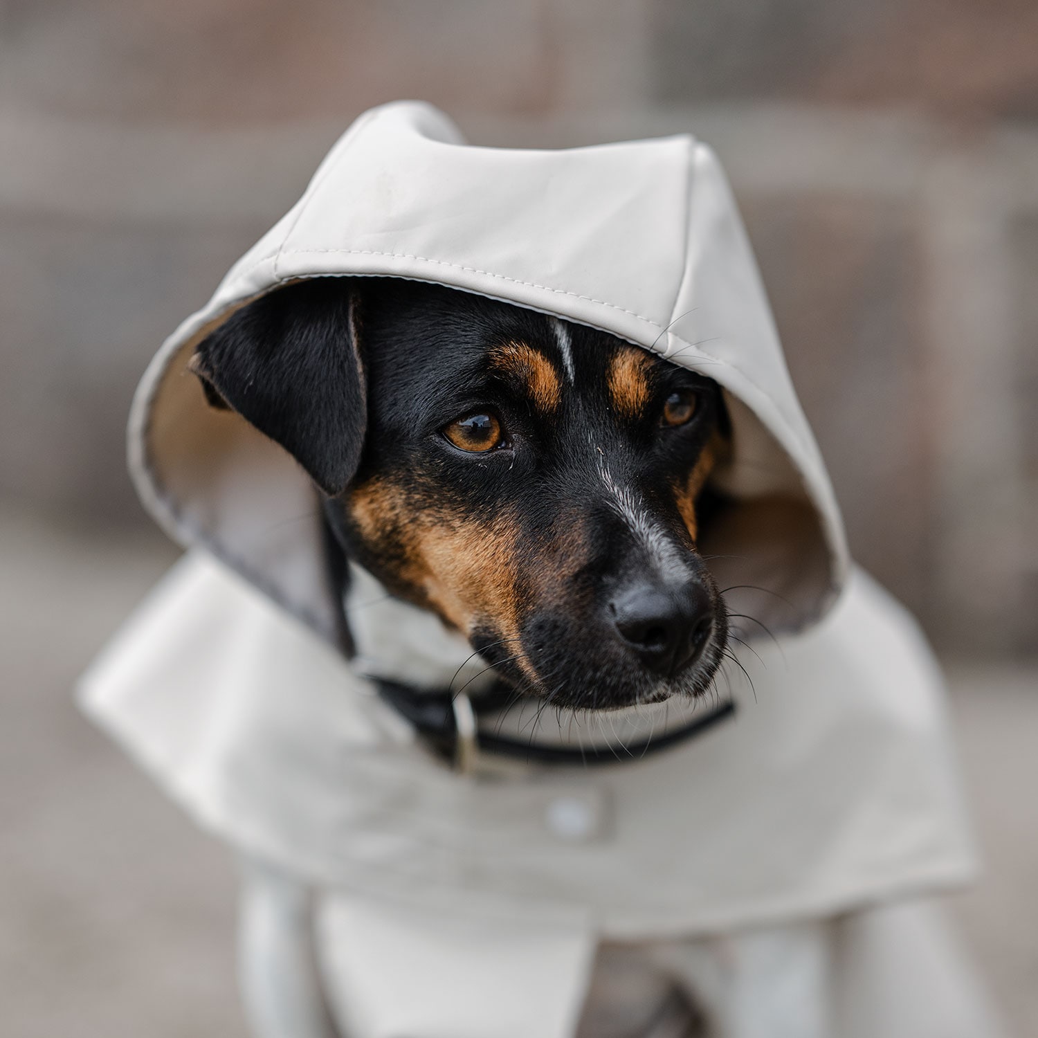 Rain coat Dog Archy traxx®
