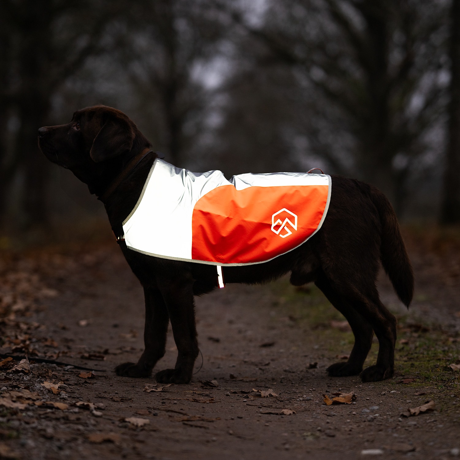Reflective vest Dog Ringo traxx®