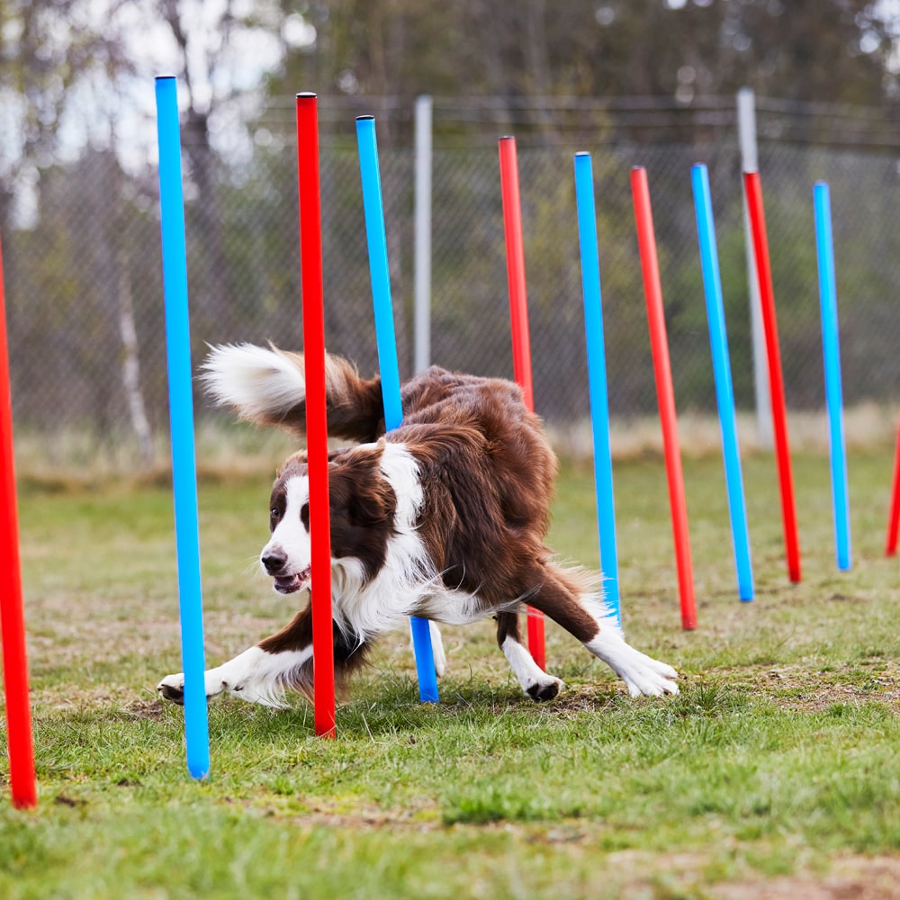 Agility obstacle   traxx®