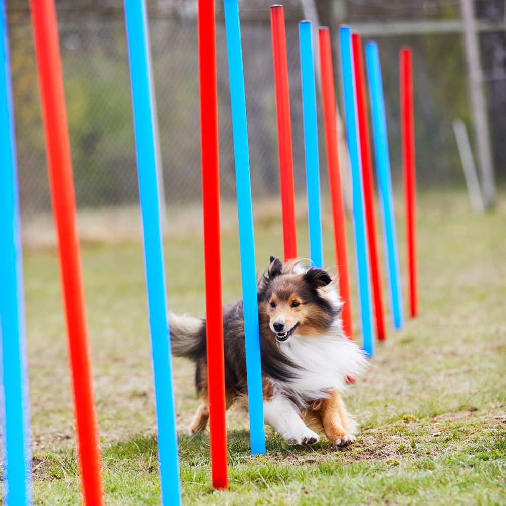 Agility obstacle   traxx®