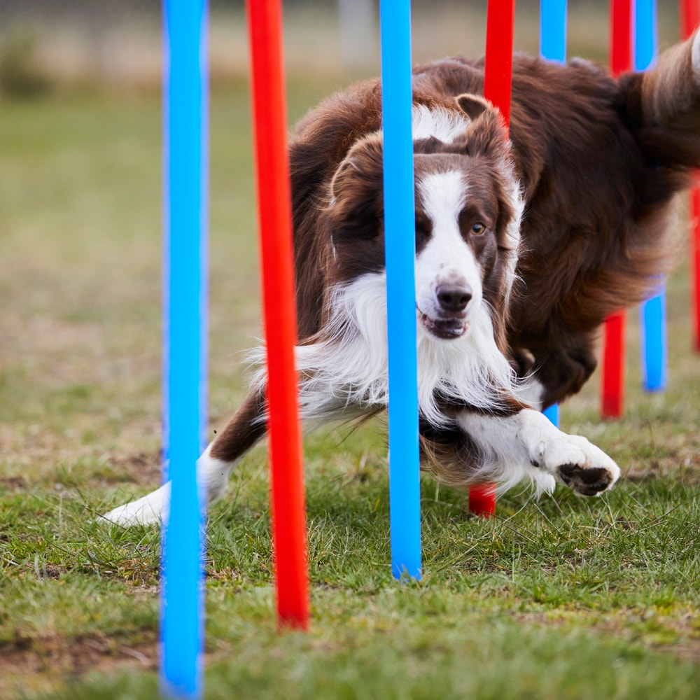 Agility obstacle   traxx®