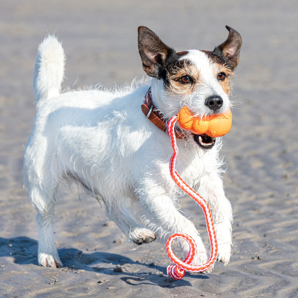 Dog toy  Aqua Kong®