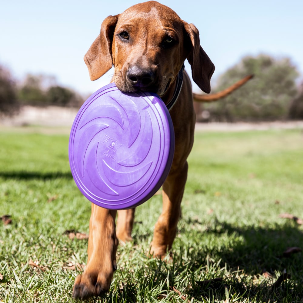 Dog toy  Frisbee traxx®