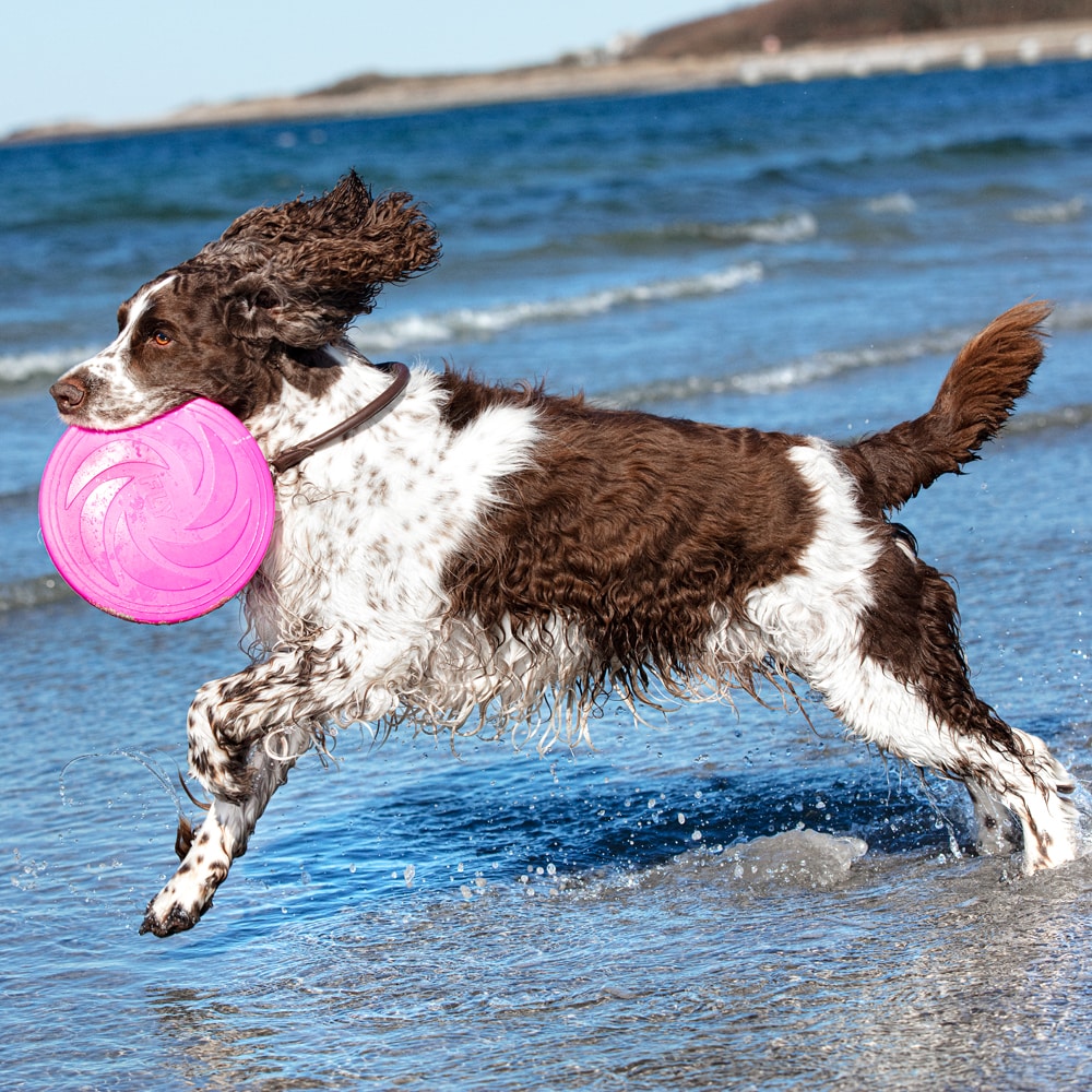 Dog toy  Frisbee traxx®