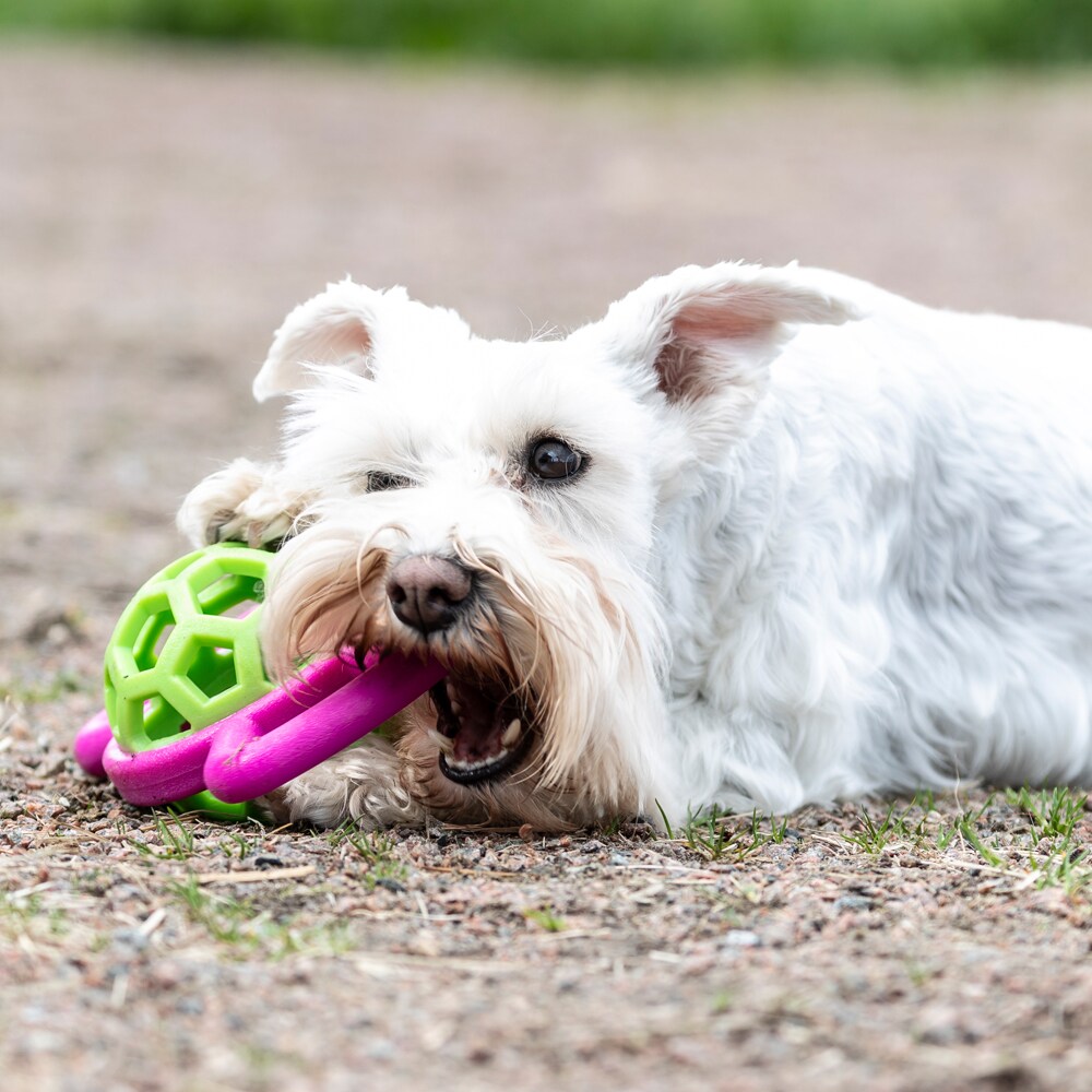 Throwing ball  Fetch traxx®