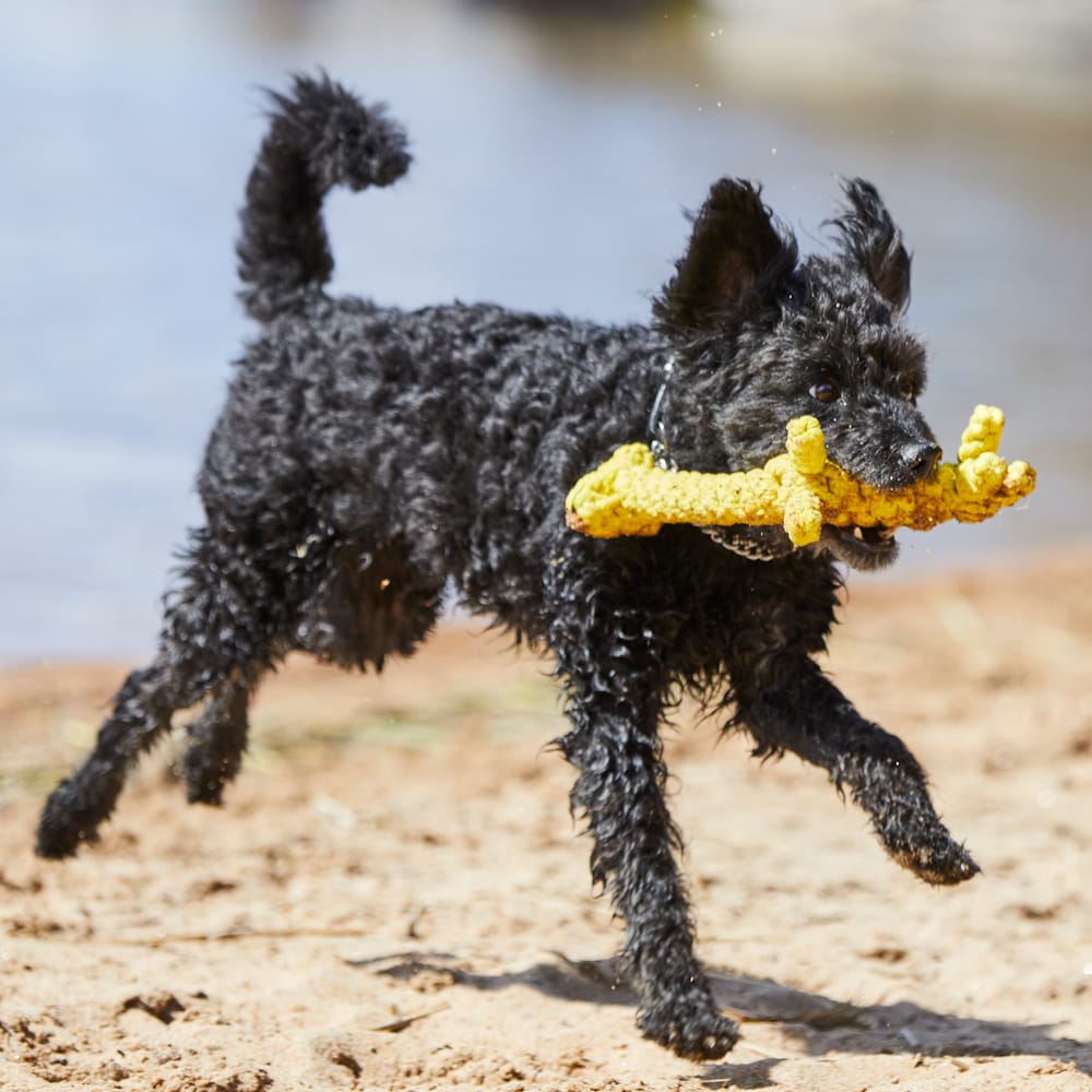 Dog toy  Melman traxx®
