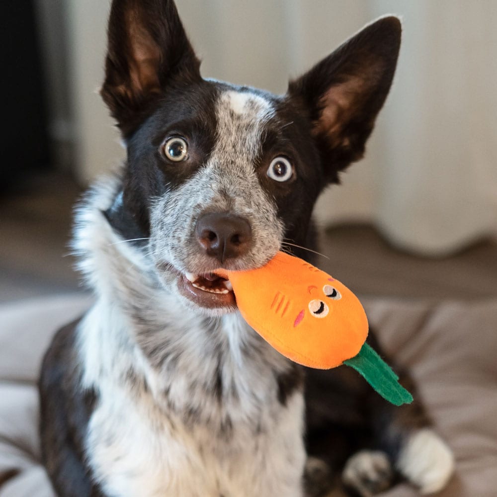 Dog toy  Carrot traxx®