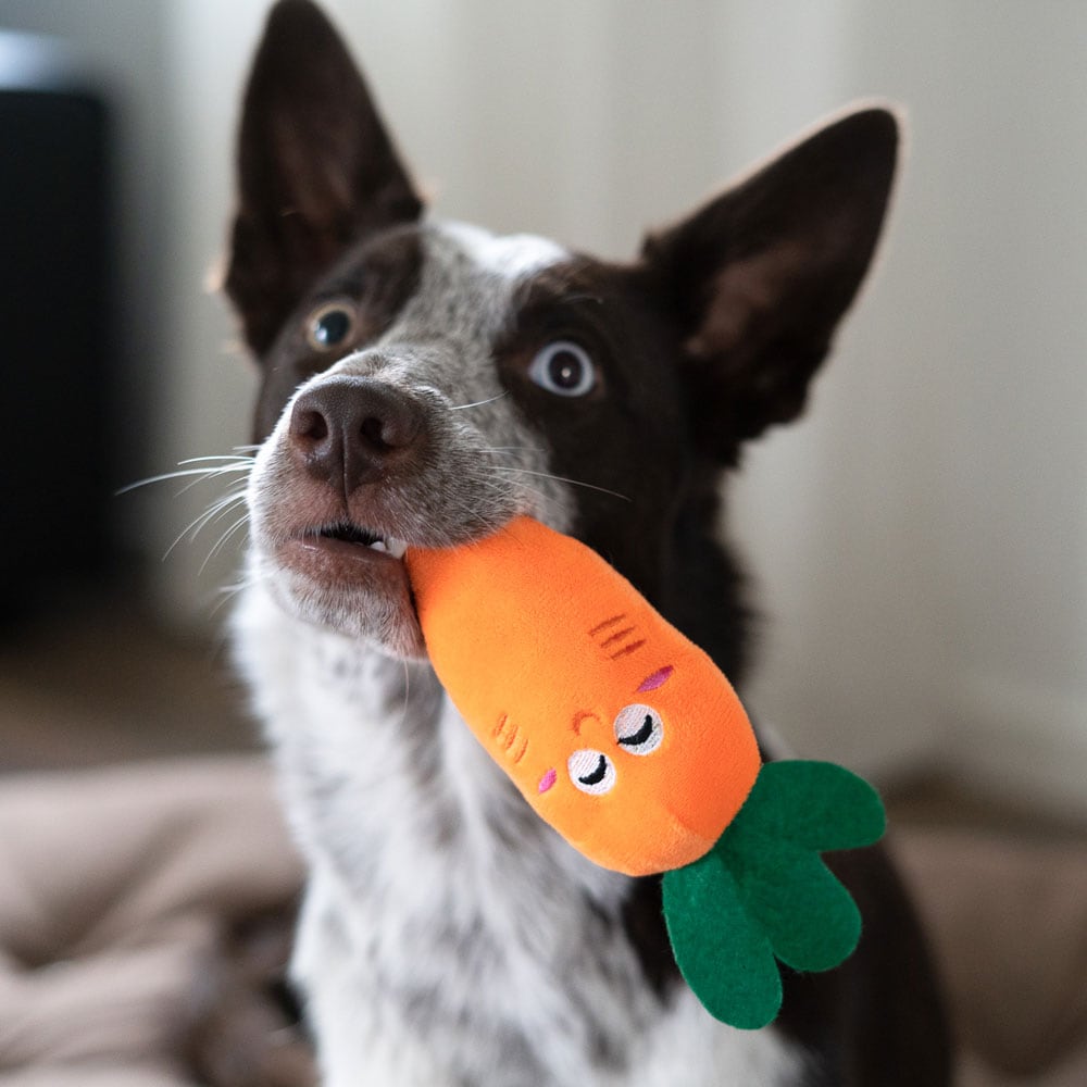 Dog toy  Carrot traxx®