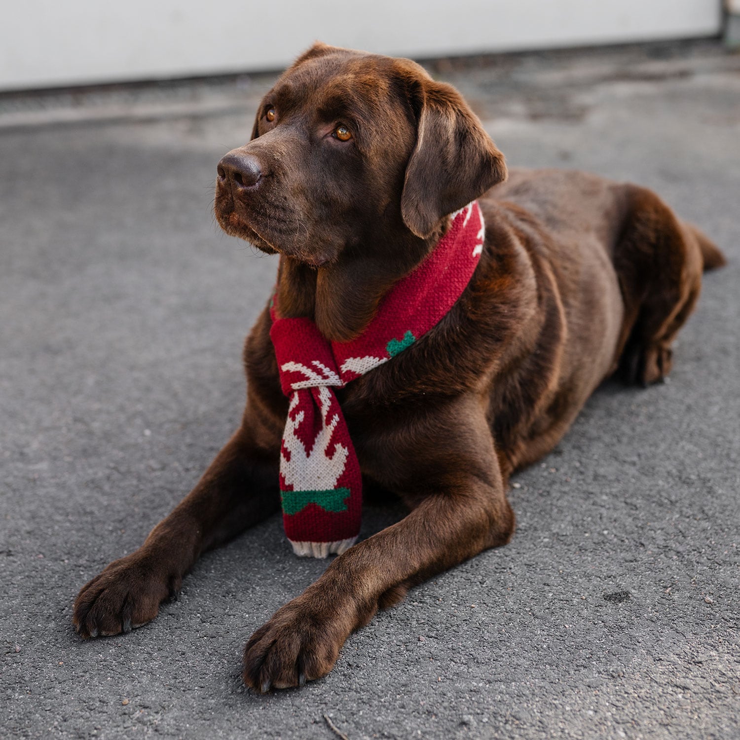 Scarf Dog Christmas traxx®