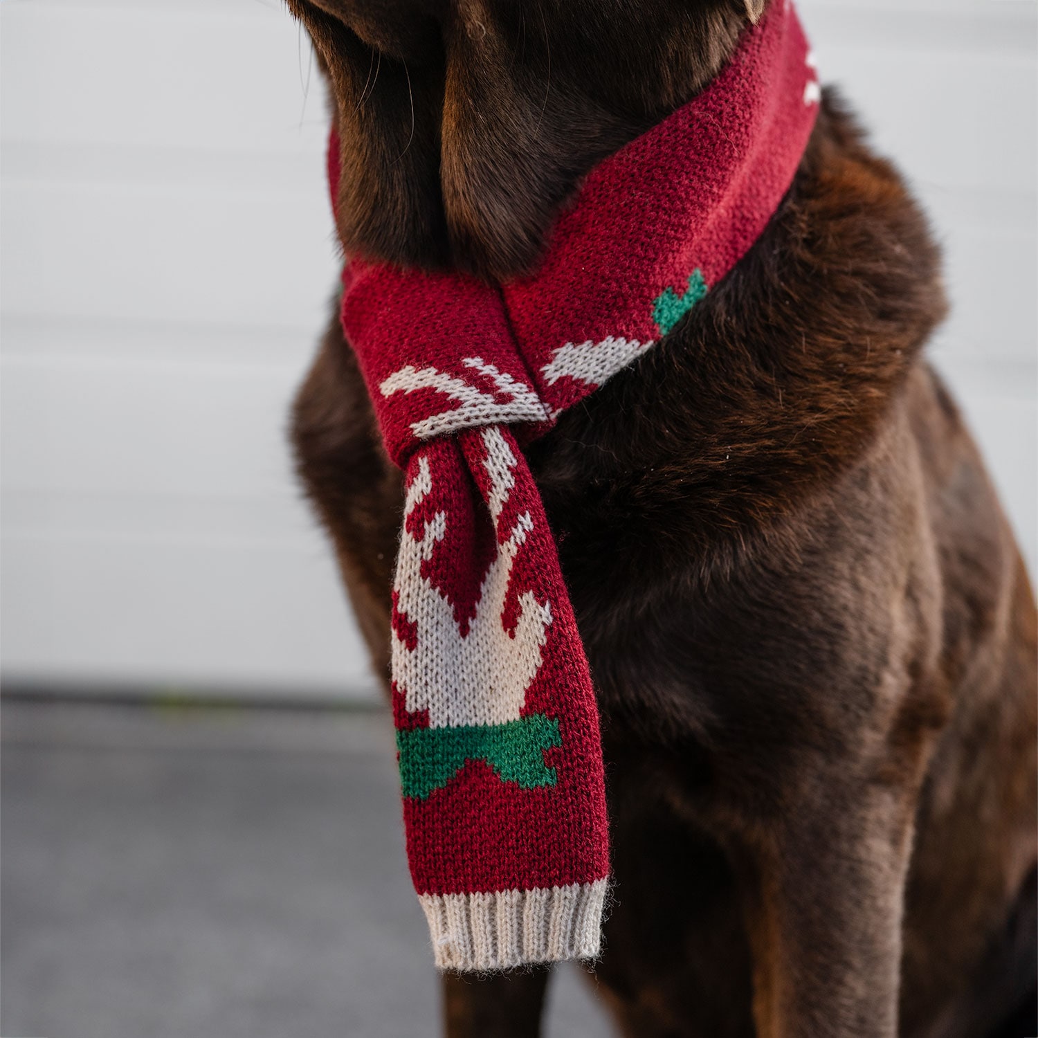 Scarf Dog Christmas traxx®
