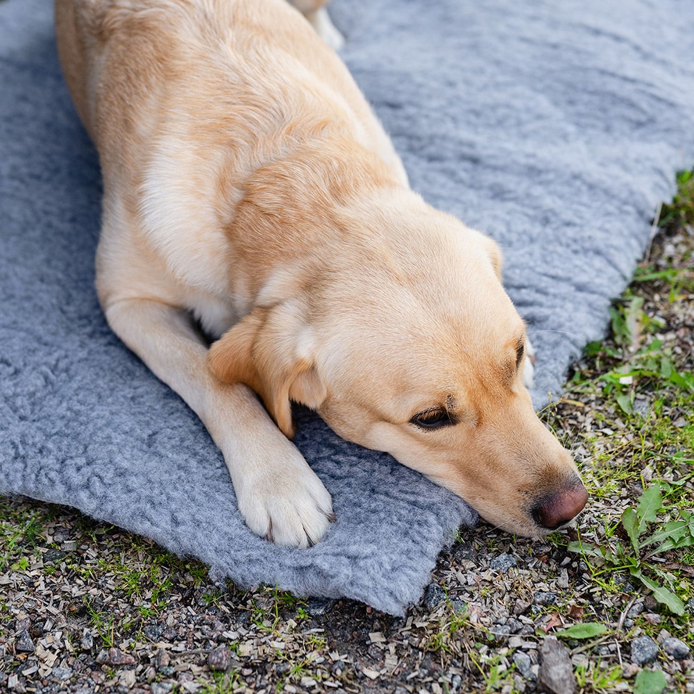 Dog blanket   traxx®