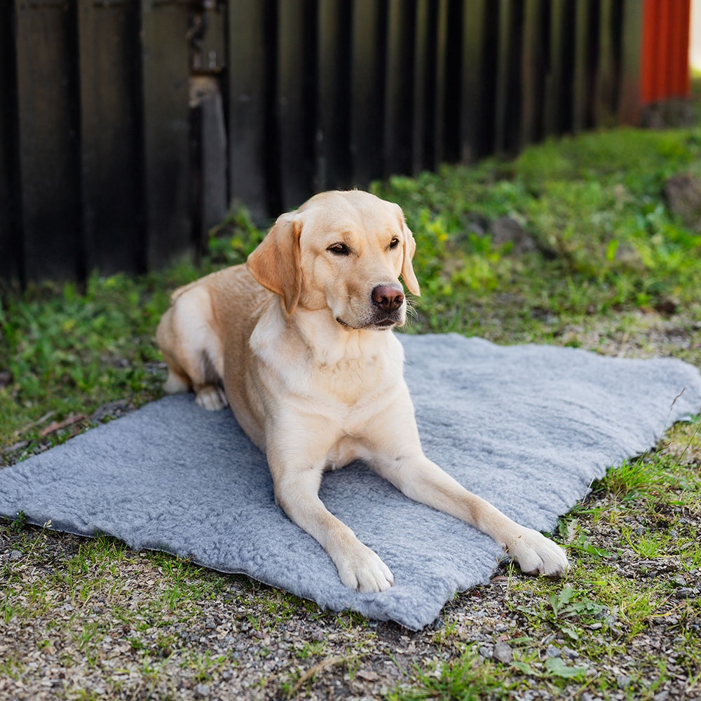 Dog blanket   traxx®