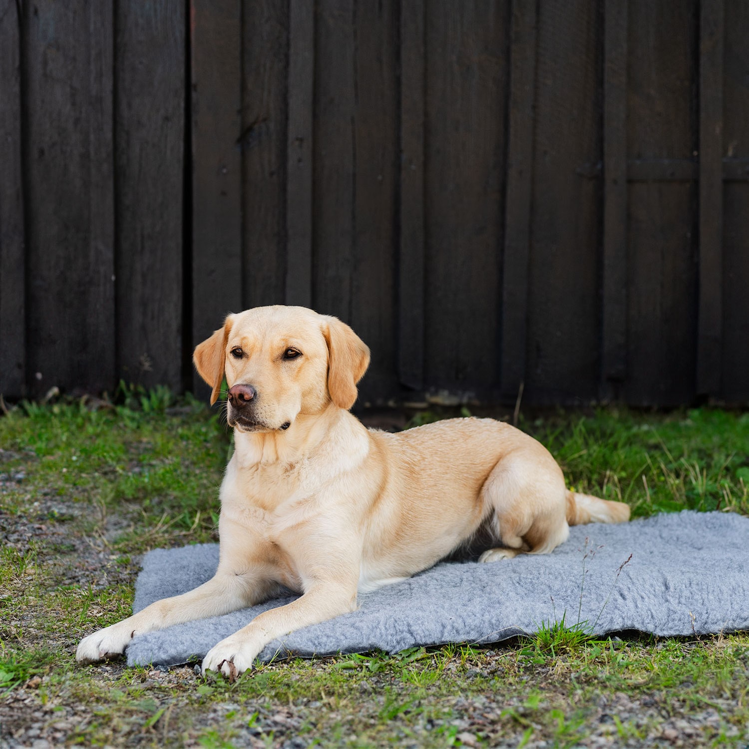 Dog blanket   traxx®