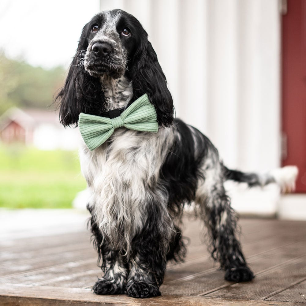 Dog bow tie  Nifty traxx®