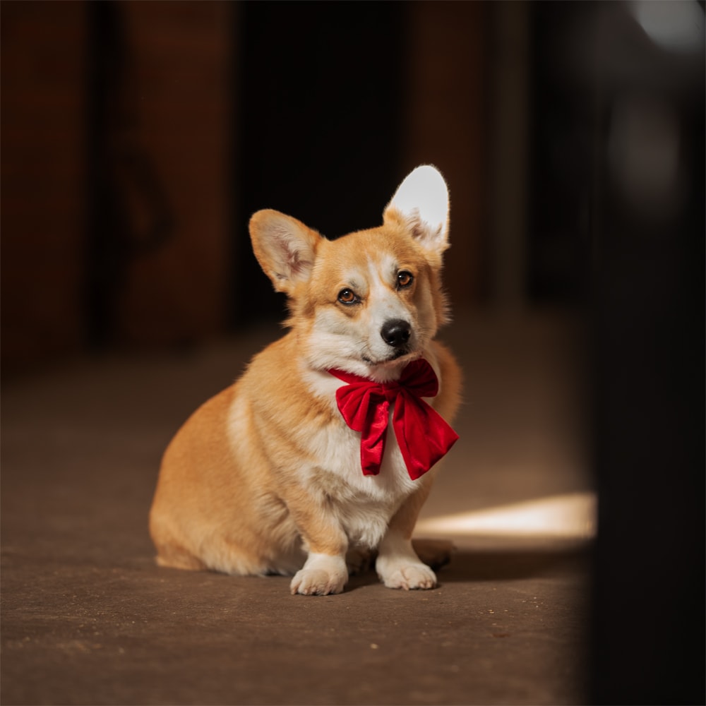 Dog bow tie  Holly traxx®