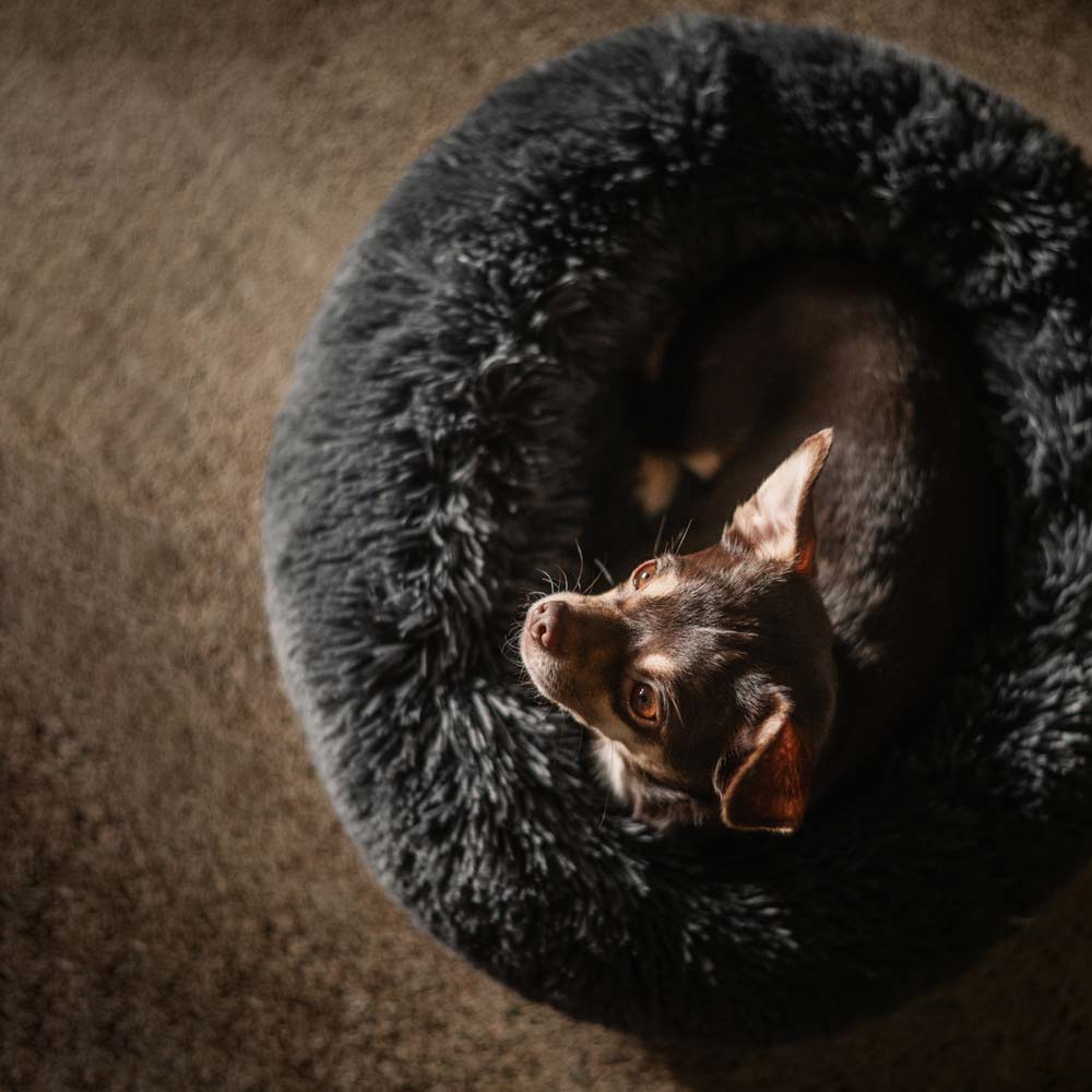 Dog bed  Gizmo traxx®