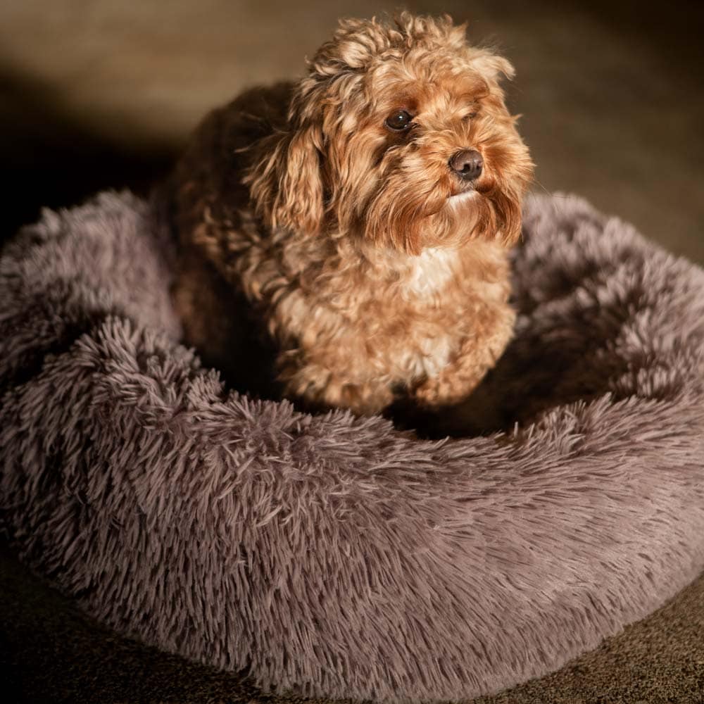 Dog bed  Gizmo traxx®